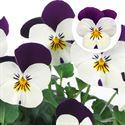 Bild von Viola P9 kleinbloemig White purple jump up